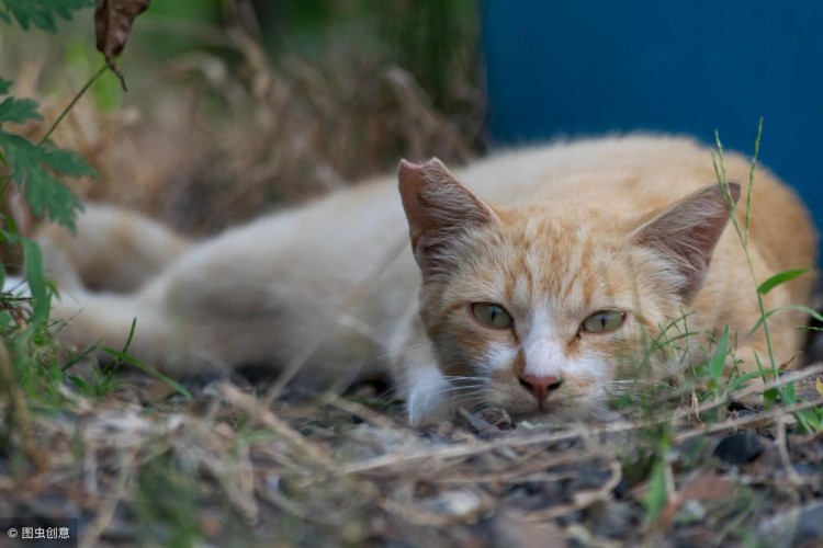 流浪猫将孩子遗忘在宠物店第二天上门讨要店主：寄养费结一下