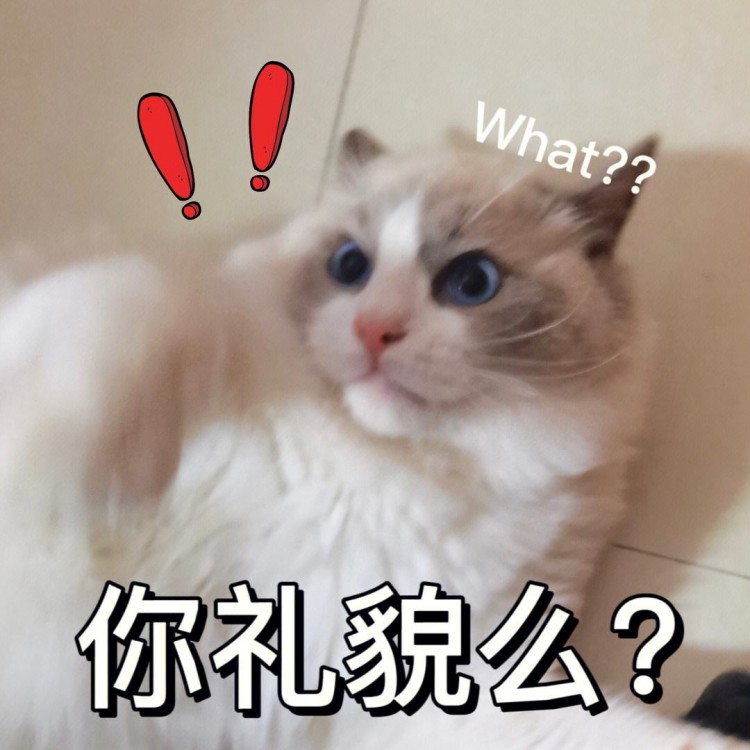 网友：“布偶猫”弃养率上升，主要原因有以下几点：非常真实