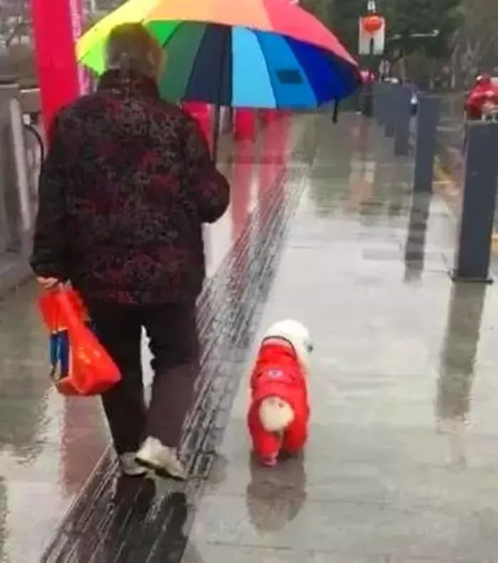 奶奶陪比熊犬雨天散步全程帮狗狗打伞挡雨半边身子都湿透了！