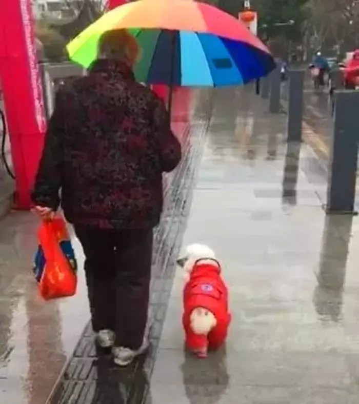 奶奶陪比熊犬雨天散步全程帮狗狗打伞挡雨半边身子都湿透了！