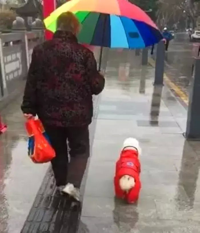 奶奶陪比熊犬雨天散步全程帮狗狗打伞挡雨半边身子都湿透了！