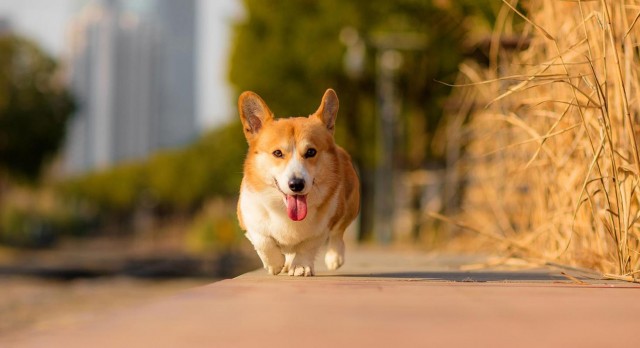 老年柯基犬出现这些行为是在向你告别