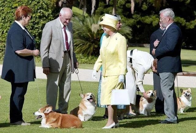 宠物大盘点之世界名犬柯基