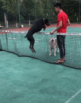 公认帅气和勇敢并存的犬种：杜宾犬一只非常凶猛的狗狗