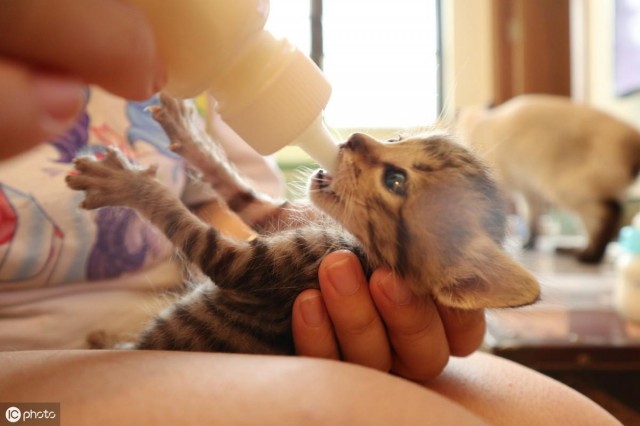 总想给猫咪补充营养你知道猫咪不可或缺的四大营养是什么吗