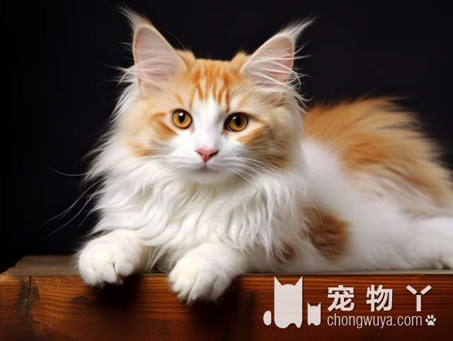 猫狗手术真的那么快?